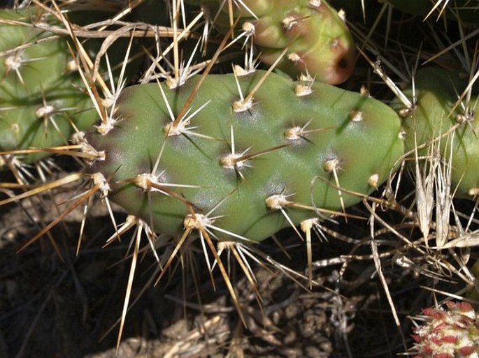 Opuntia fragilis