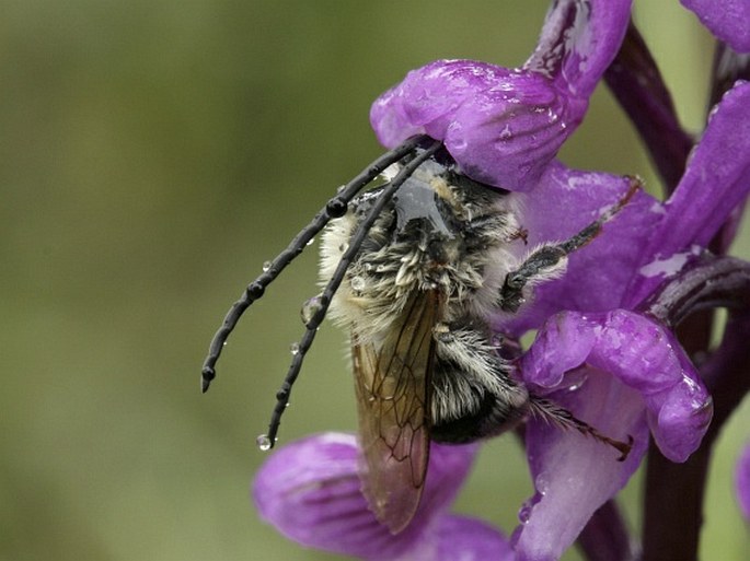 Z výstavy O čem je současná botanika: Opylování a rozmnožování orchidejí