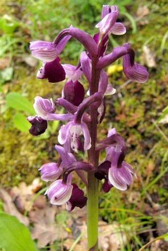 Anacamptis morio subsp. longicornu