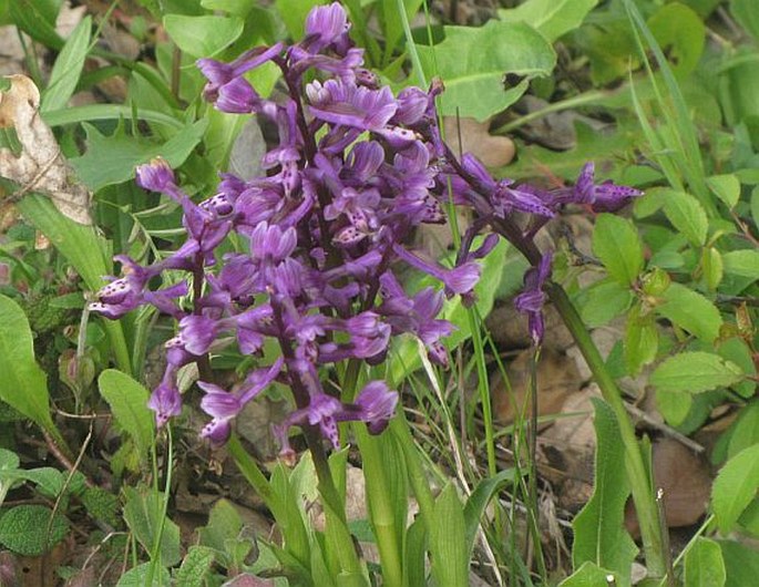 Anacamptis morio subsp. longicornu