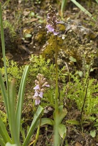 Orchis spitzelii subsp. cazorlensis
