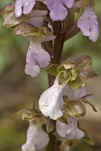 Orchis spitzelii subsp. cazorlensis