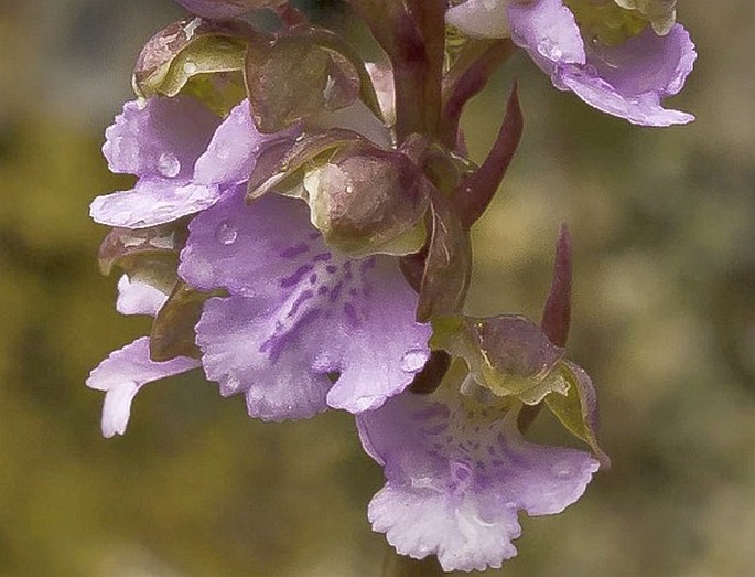 Orchis spitzelii subsp. cazorlensis