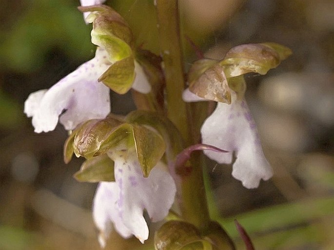 Orchis spitzelii subsp. cazorlensis