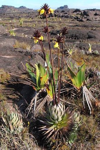 Orectanthe sceptrum