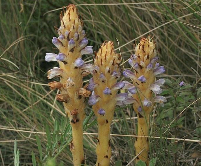 OROBANCHE COERULESCENS Stephan ex Willd. – záraza namodralá / záraza modrastá