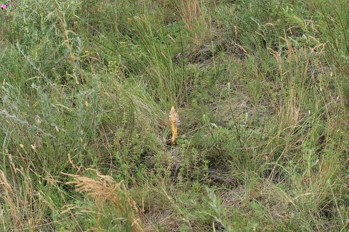 Orobanche coerulescens