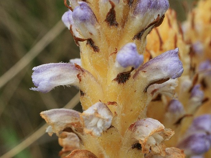 Orobanche coerulescens