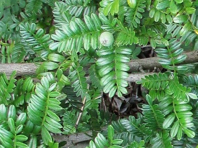 Osteomeles anthyllidifolia