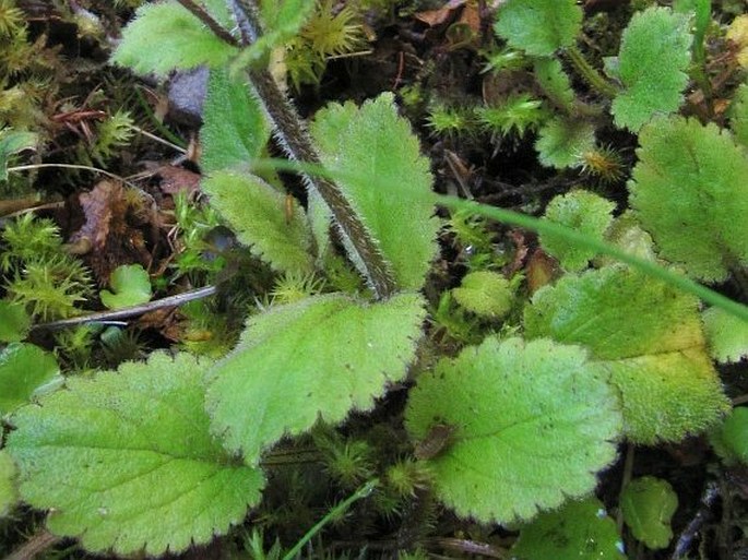 Ourisia macrophylla subsp. lactea