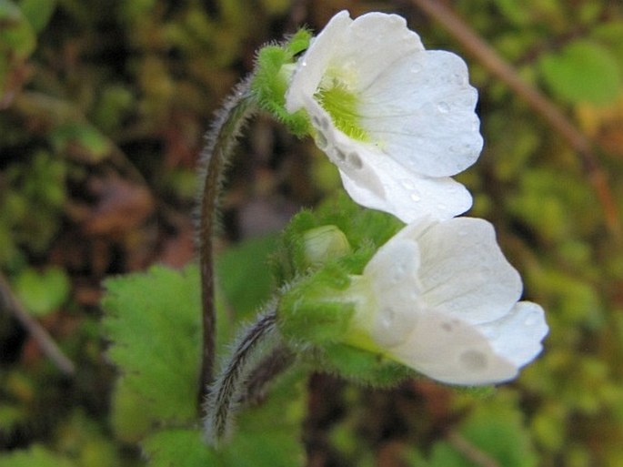 Ourisia macrophylla subsp. lactea