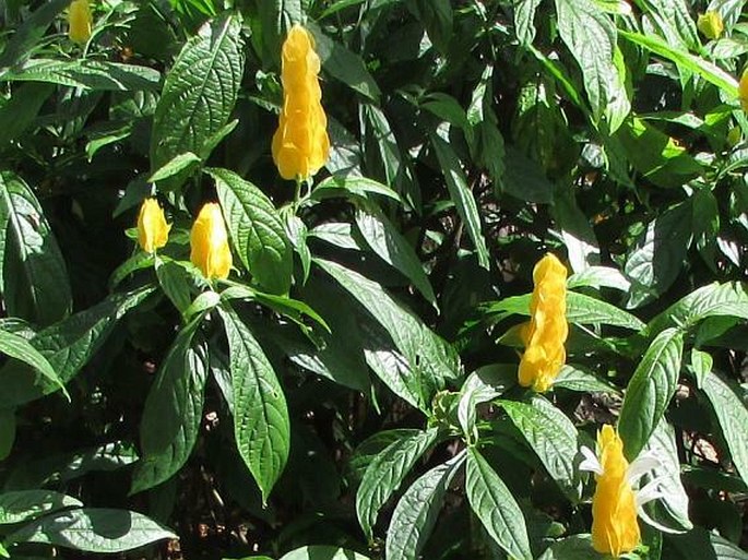 Pachystachys lutea