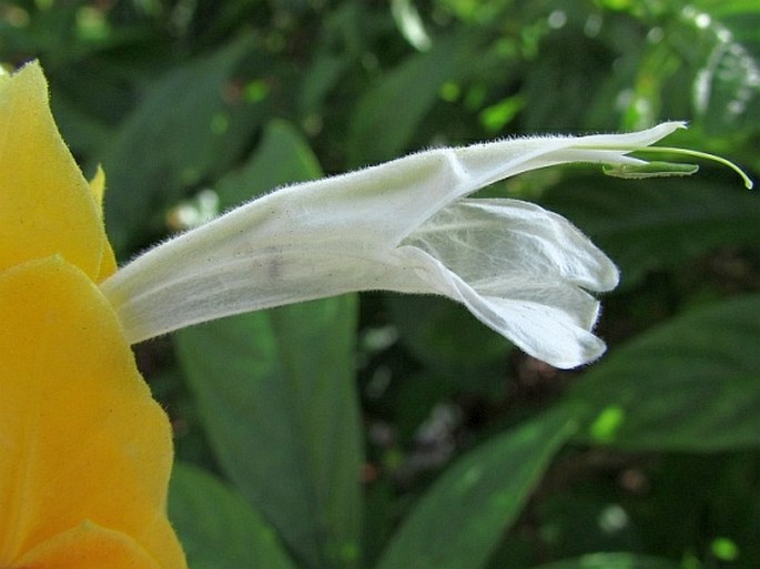 Pachystachys lutea