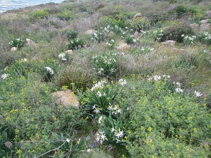 Pancratium illyricum