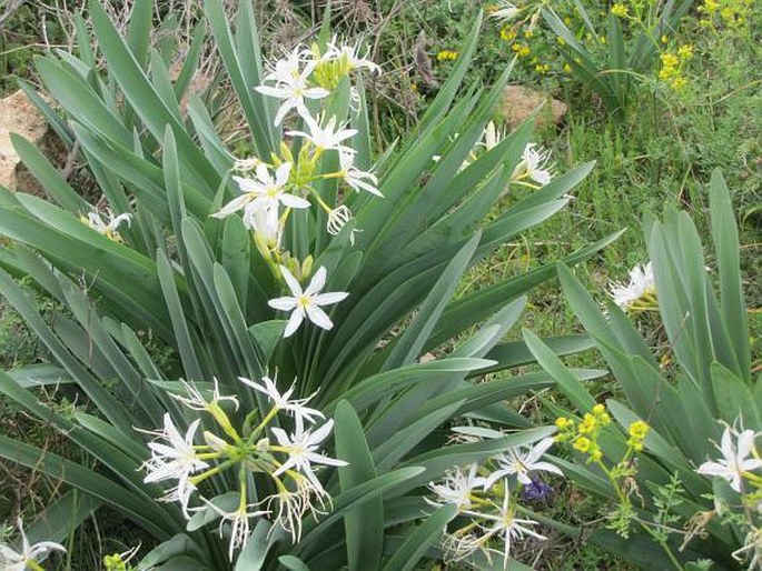 Pancratium illyricum