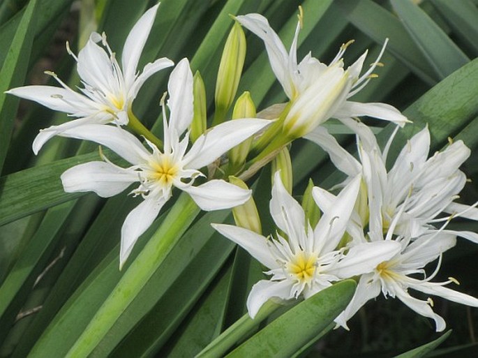 Pancratium illyricum