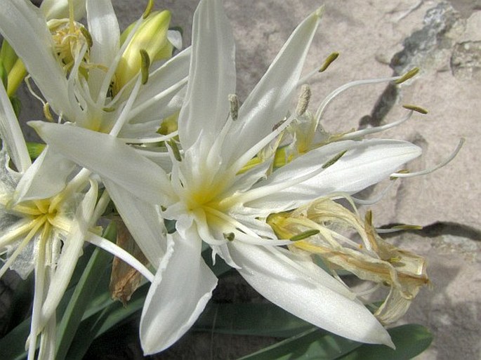 Pancratium illyricum