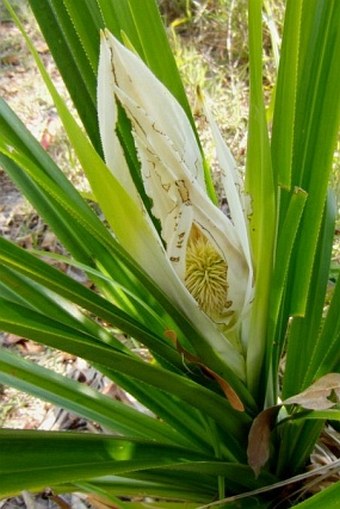 Pandanus monticola