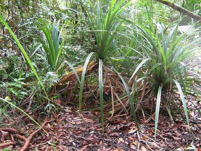 Pandanus monticola