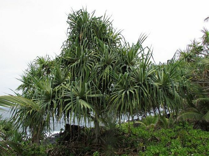 PANDANUS TECTORIUS Parkinson ex Du Roi - pandán