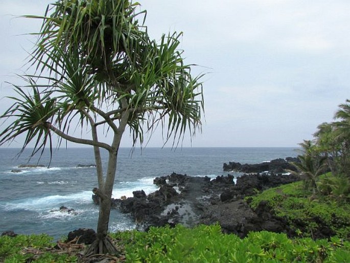 Pandanus tectorius