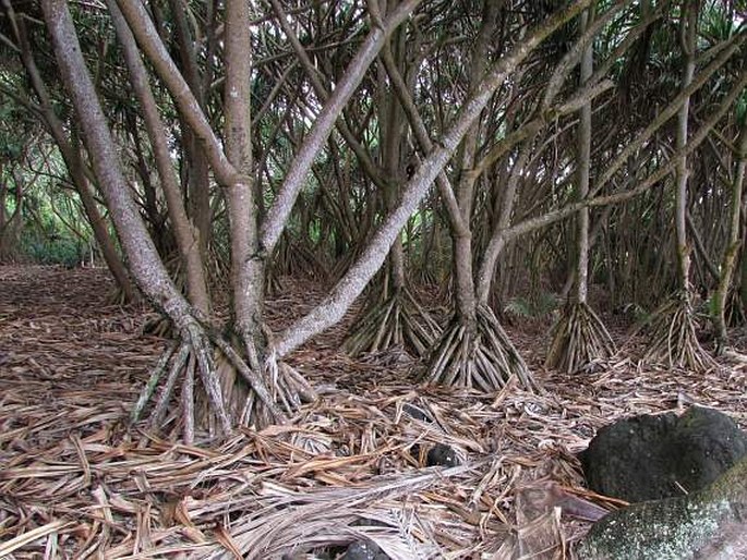 Pandanus tectorius