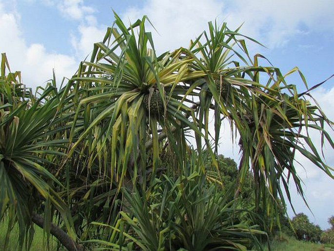 Pandanus tectorius