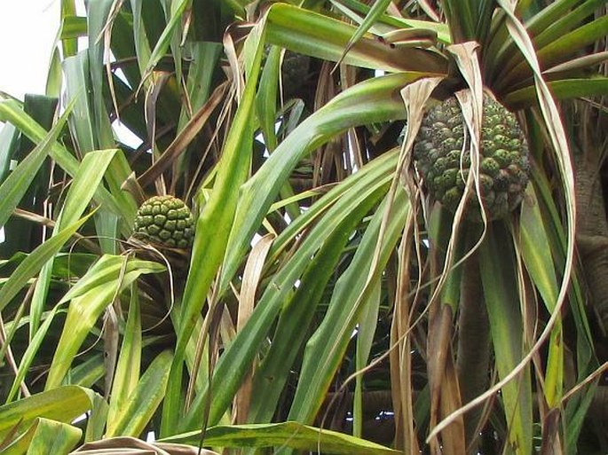 Pandanus tectorius