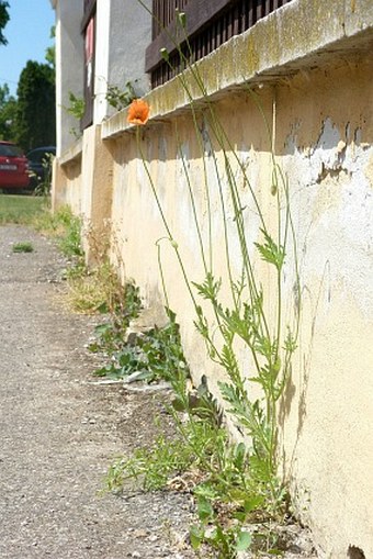 Papaver confine