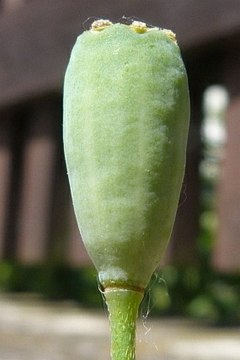 Papaver confine