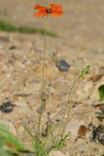 Papaver dubium