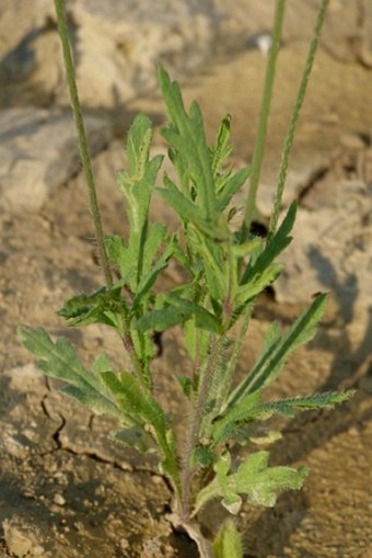 Papaver dubium