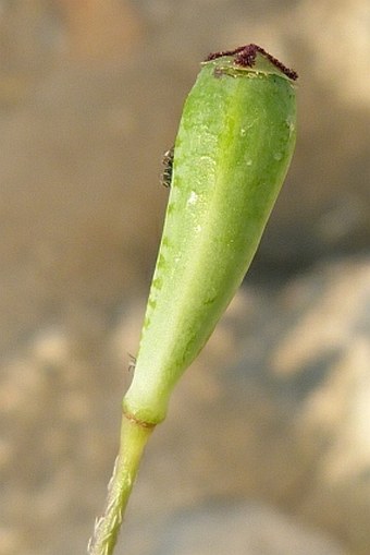 Papaver dubium