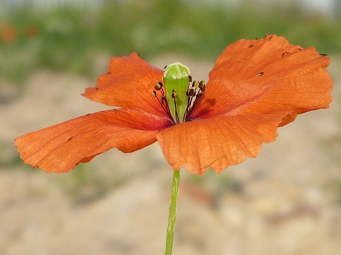 PAPAVER DUBIUM L. – mák pochybný / mak pochybný