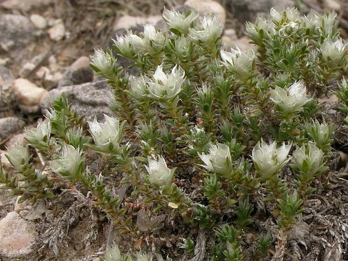 Paronychia cephalotes