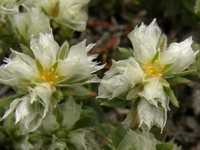 Paronychia cephalotes