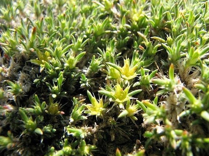 Paronychia sessiliflora