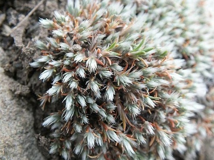 Paronychia sessiliflora