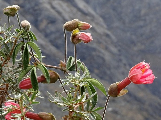 Passiflora trifoliata