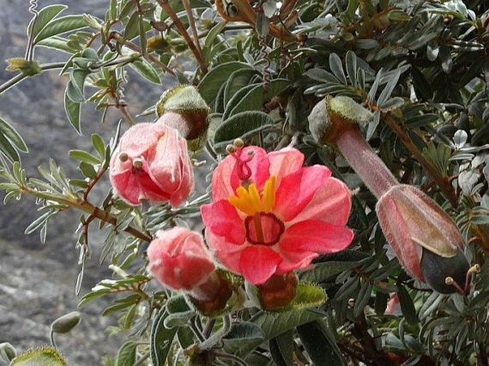Passiflora trifoliata