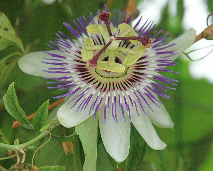 PASSIFLORA CAERULEA L. – mučenka modrá