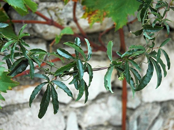 Passiflora caerulea