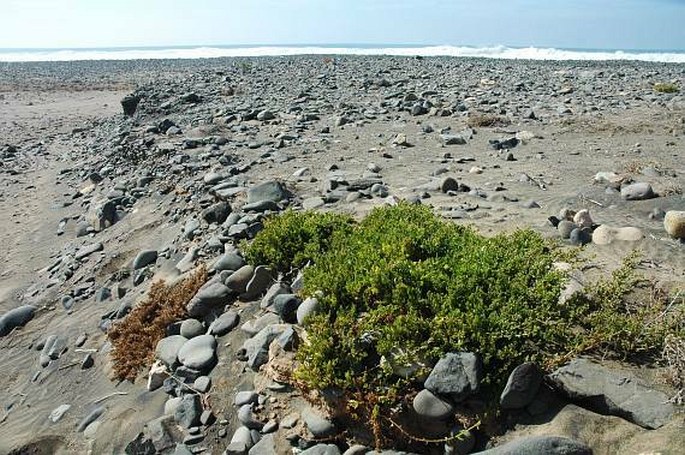 Patellifolia patellaris