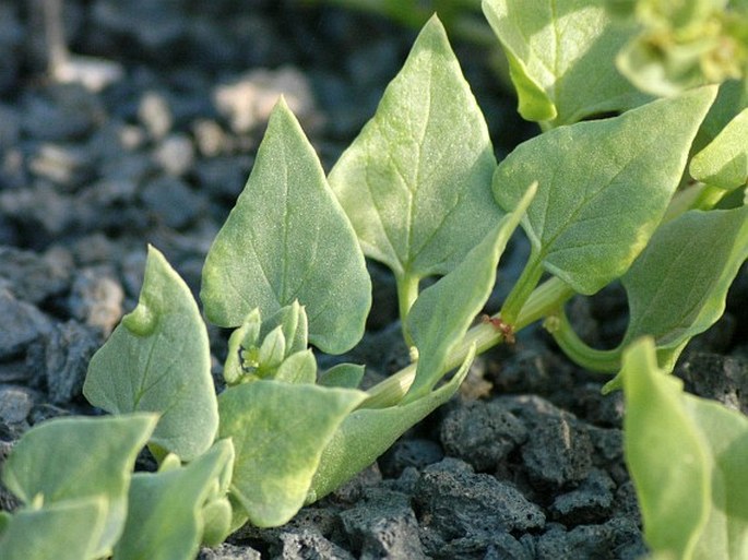 Patellifolia patellaris