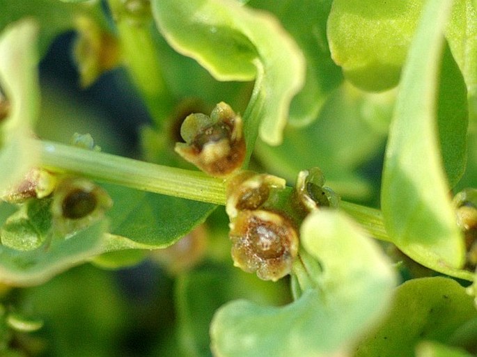 Patellifolia patellaris