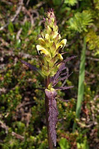 Pedicularis bracteosa