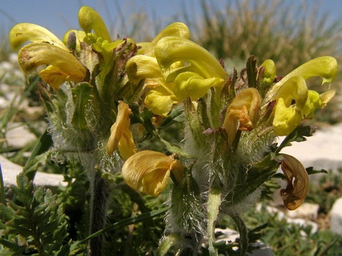 Pedicularis graeca