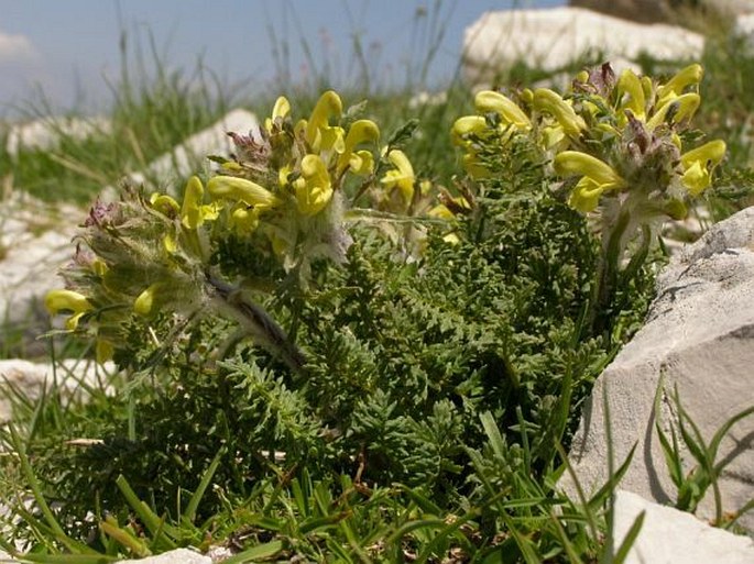 Pedicularis graeca