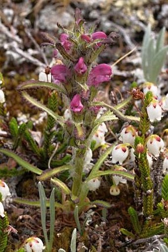 Pedicularis langsdorffii