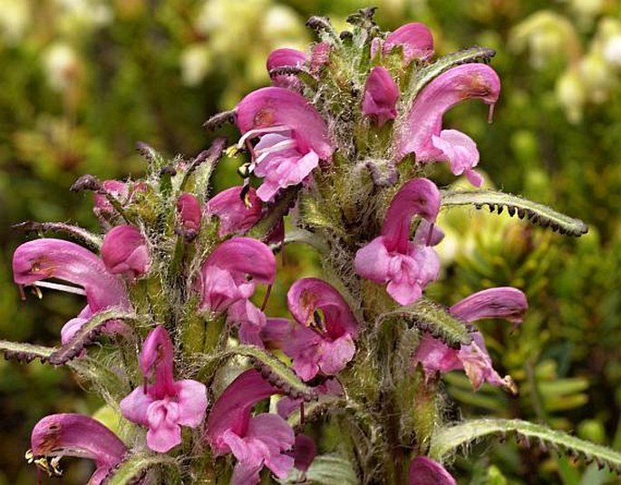 PEDICULARIS LANGSDORFFII Fisch. ex Steven – všivec